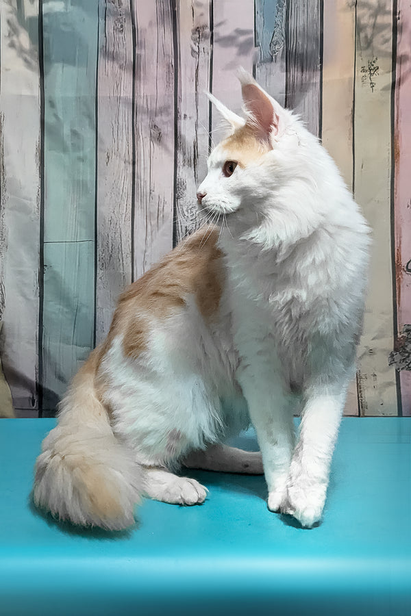 Vince | Maine Coon Kitten