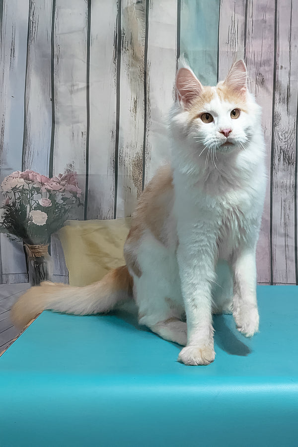 Vince | Maine Coon Kitten