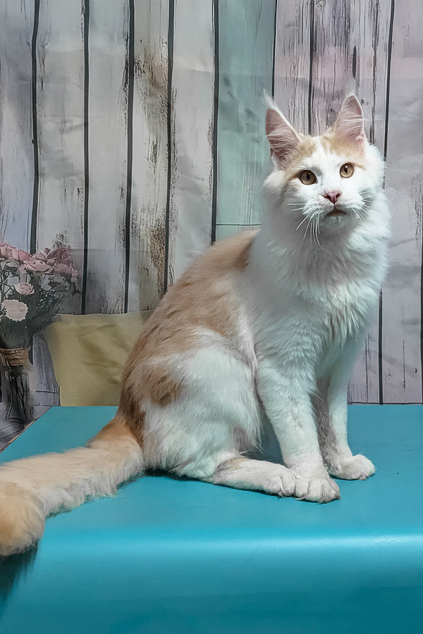 Vince | Maine Coon Kitten