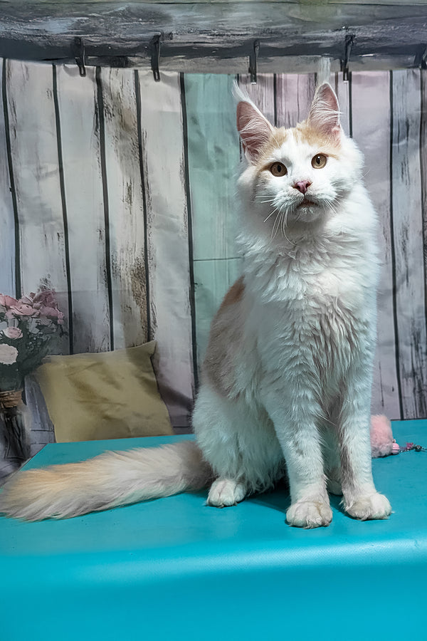 Vince | Maine Coon Kitten