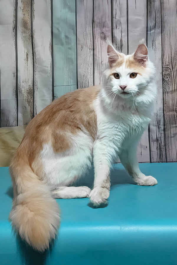 Vince | Maine Coon Kitten