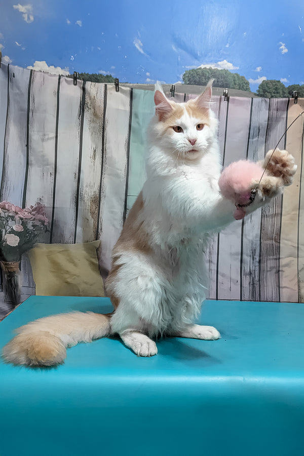 Vince | Maine Coon Kitten