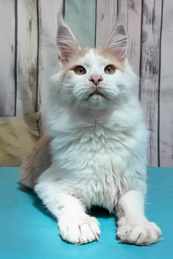 Vince | Maine Coon Kitten