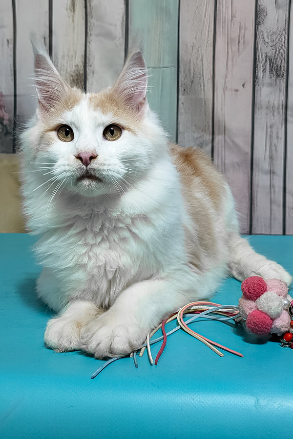 Vince | Maine Coon Kitten