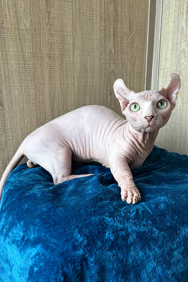 Adopt shops a sphynx cat