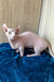 Vincent | Dwelf Sphynx Kitten