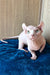 Vincent | Dwelf Sphynx Kitten