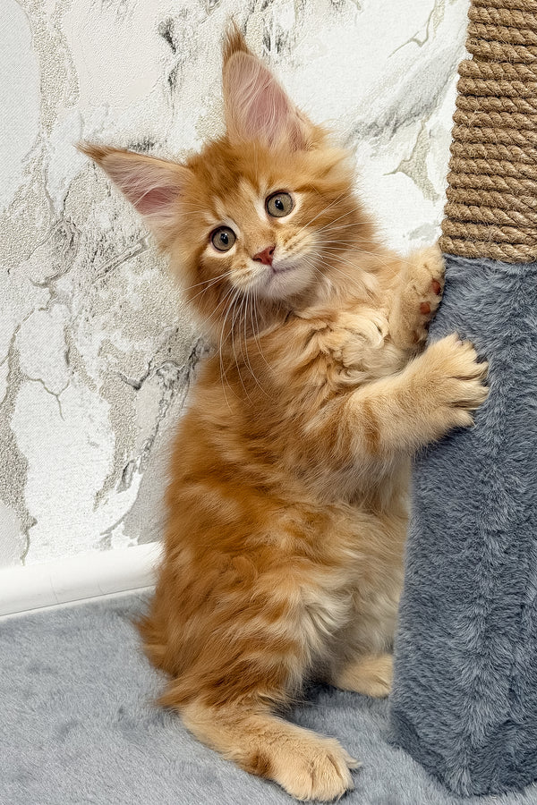 Vincen | Maine Coon Kitten