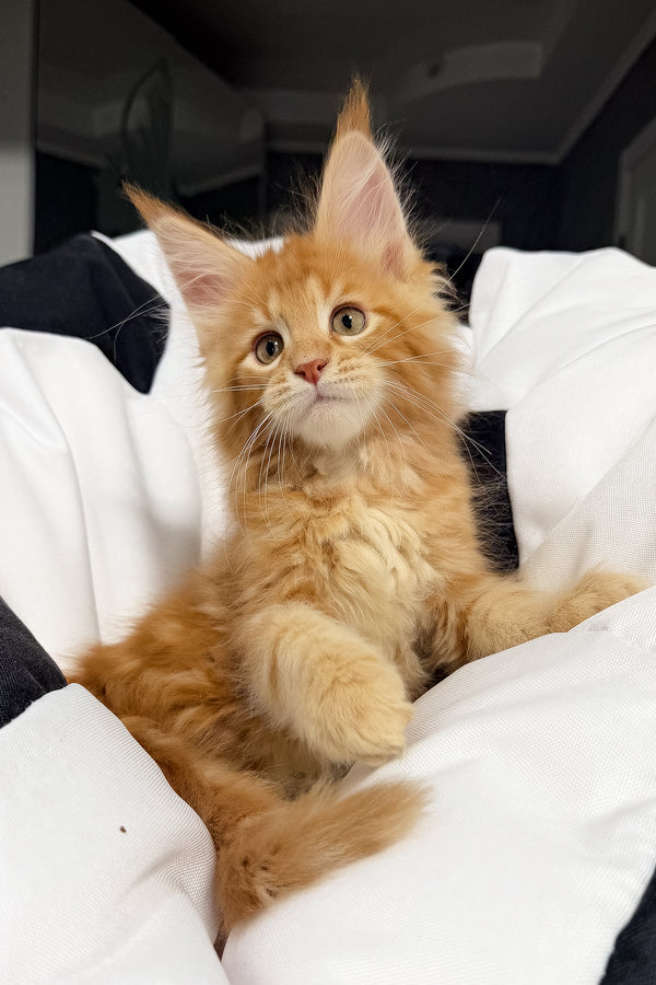 Vincen | Maine Coon Kitten