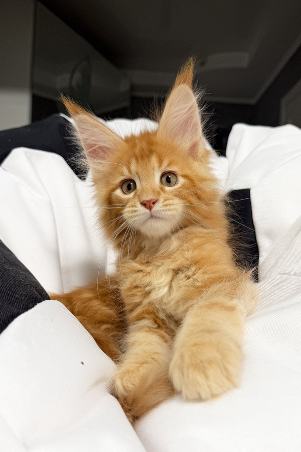 Vincen | Maine Coon Kitten