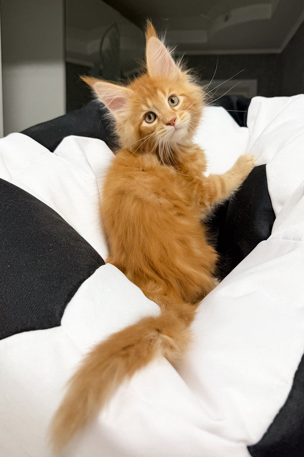 Vincen | Maine Coon Kitten