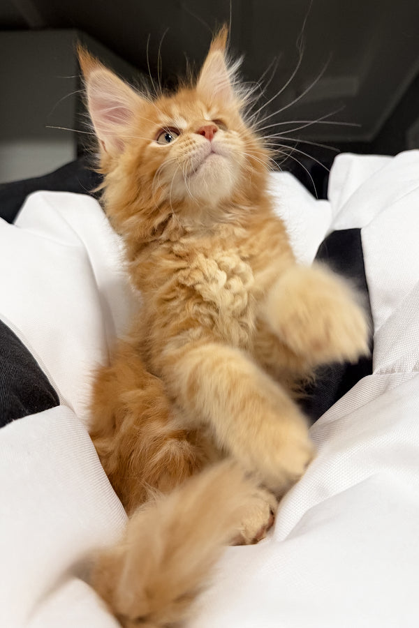 Vincen | Maine Coon Kitten