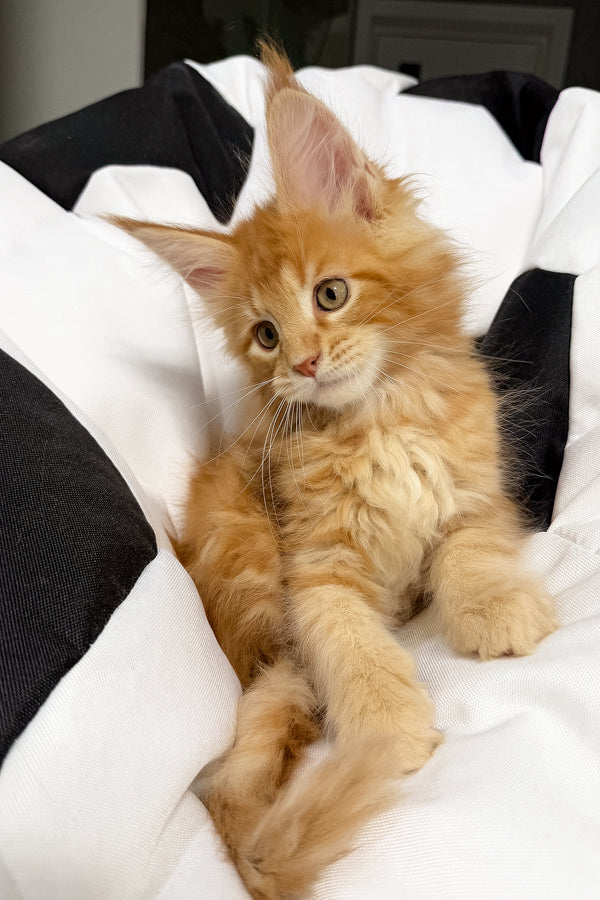 Vincen | Maine Coon Kitten