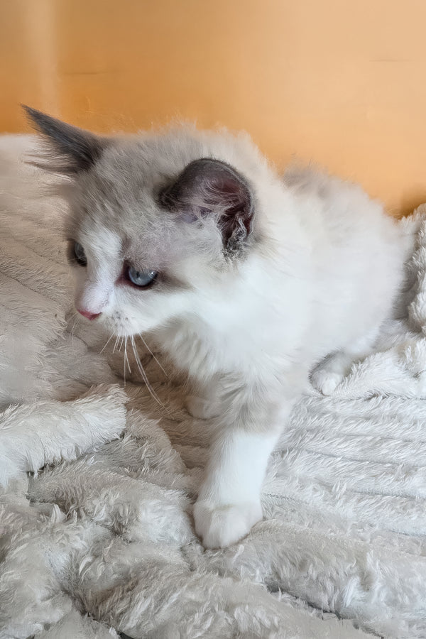 Viola | Ragdoll Kitten