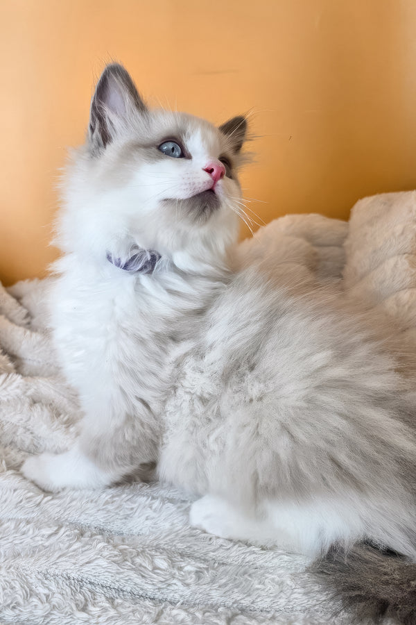 Viola | Ragdoll Kitten