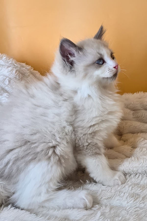 Viola | Ragdoll Kitten