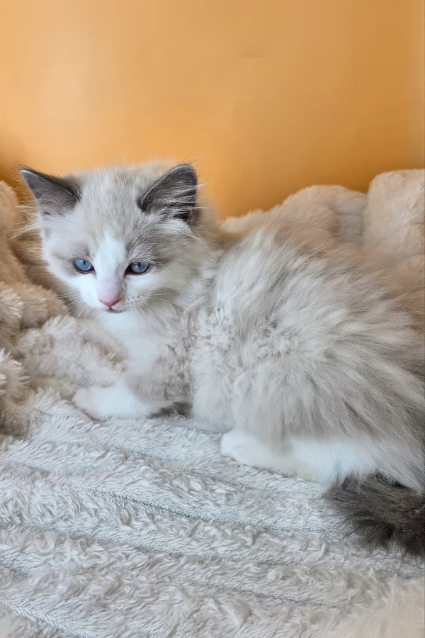 Viola | Ragdoll Kitten
