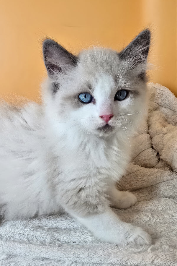 Viola | Ragdoll Kitten
