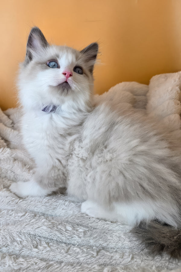 Viola | Ragdoll Kitten