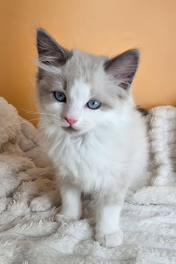 Viola | Ragdoll Kitten