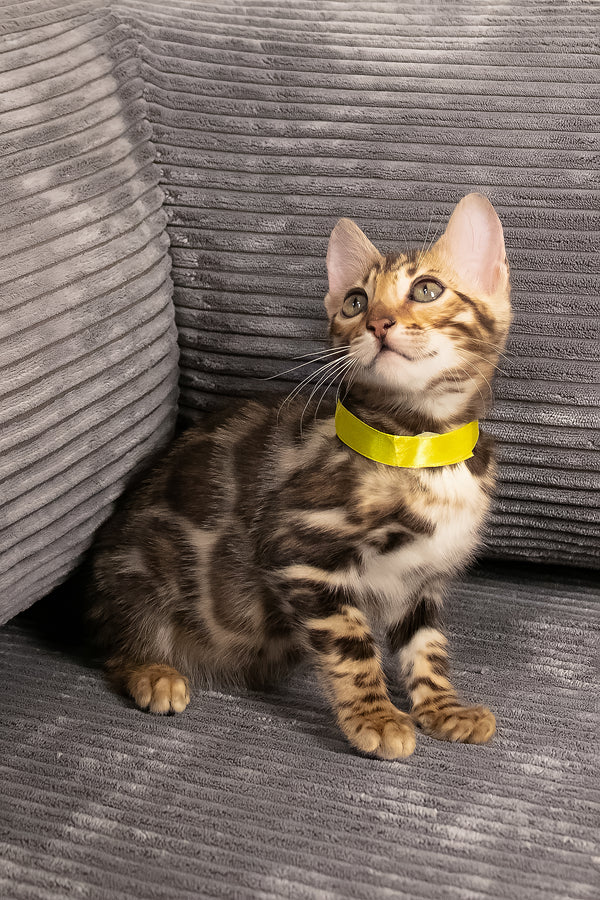 Viola | Bengal Kitten