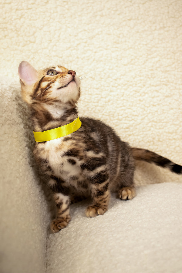 Viola | Bengal Kitten