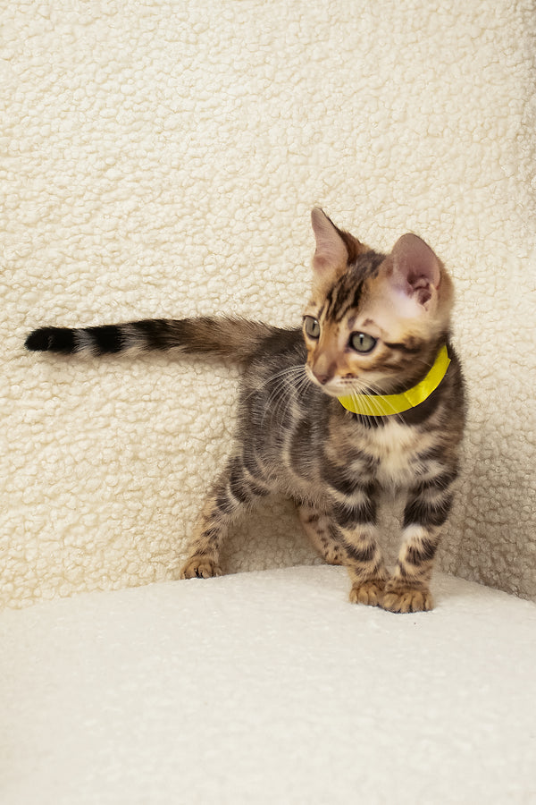 Viola | Bengal Kitten