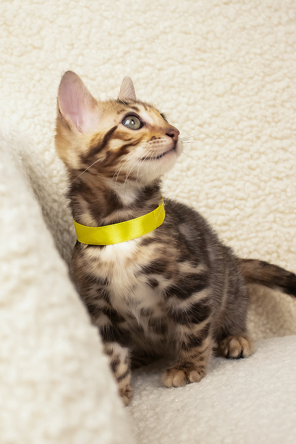 Viola | Bengal Kitten