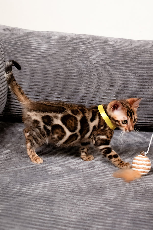Viola | Bengal Kitten