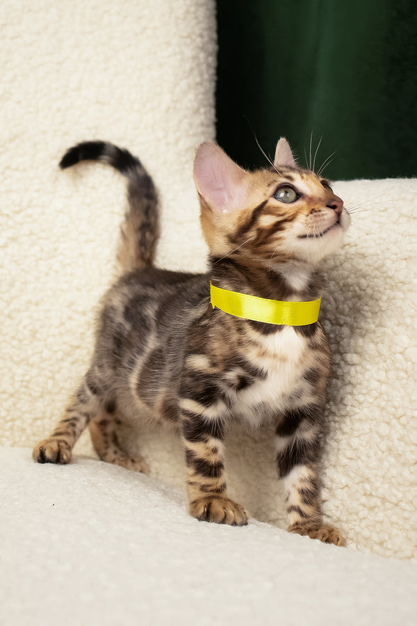 Viola | Bengal Kitten