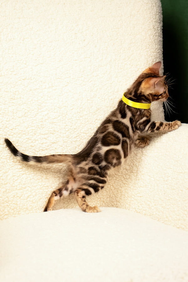 Viola | Bengal Kitten