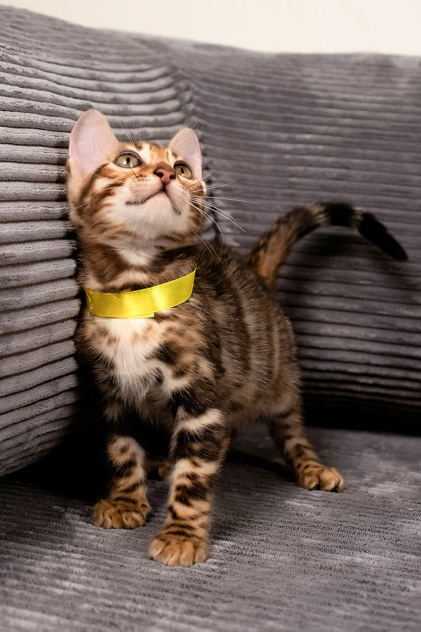 Viola | Bengal Kitten