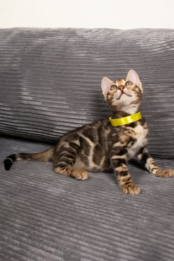 Viola | Bengal Kitten