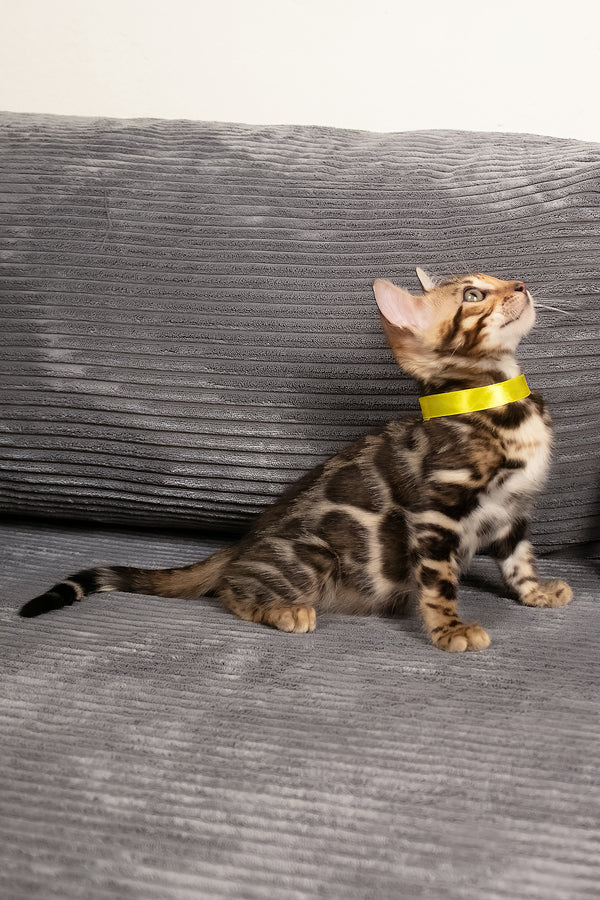 Viola | Bengal Kitten
