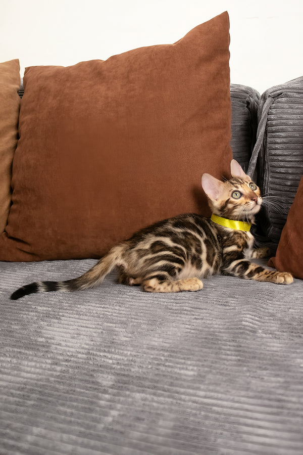 Viola | Bengal Kitten