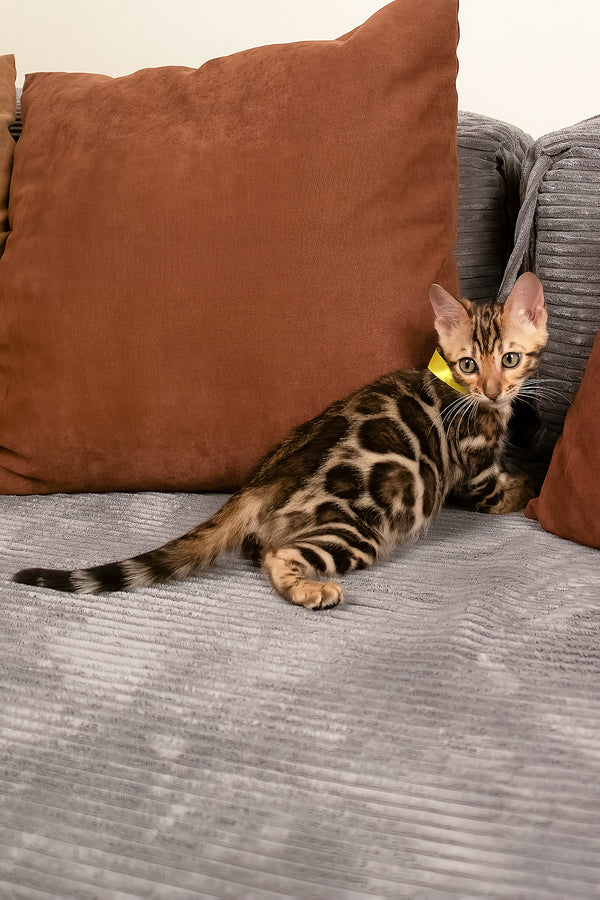 Viola | Bengal Kitten