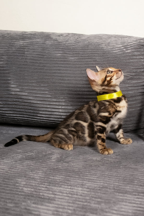 Viola | Bengal Kitten