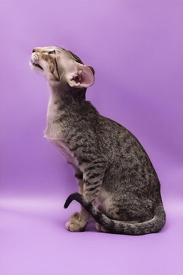 Violet | Oriental Shorthair Kitten
