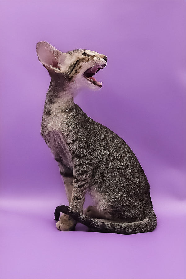 Violet | Oriental Shorthair Kitten