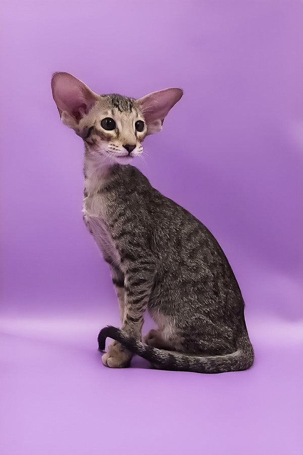 Violet | Oriental Shorthair Kitten