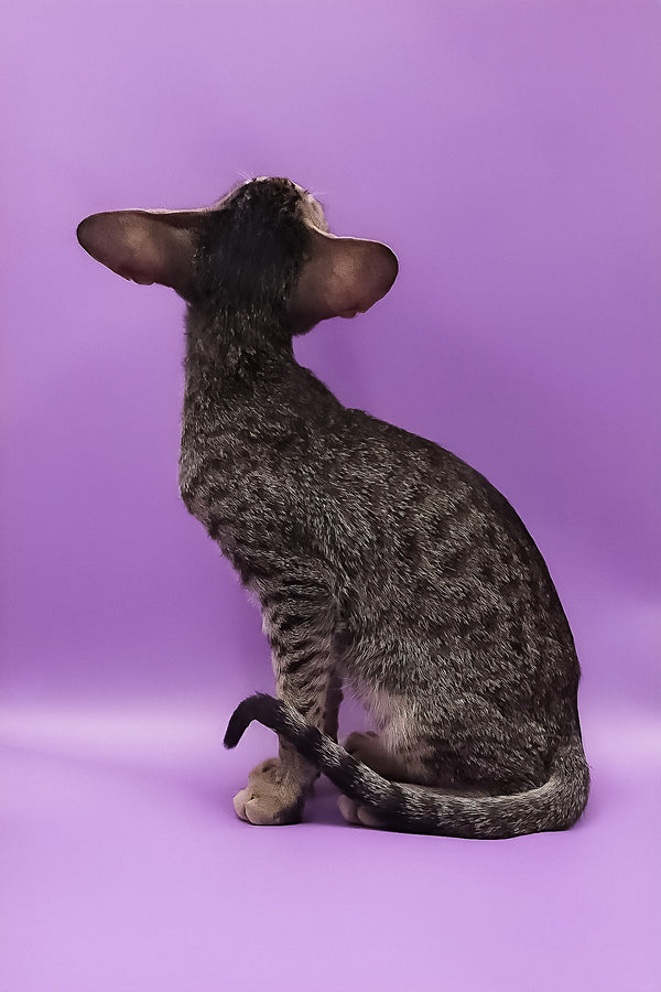 Violet | Oriental Shorthair Kitten