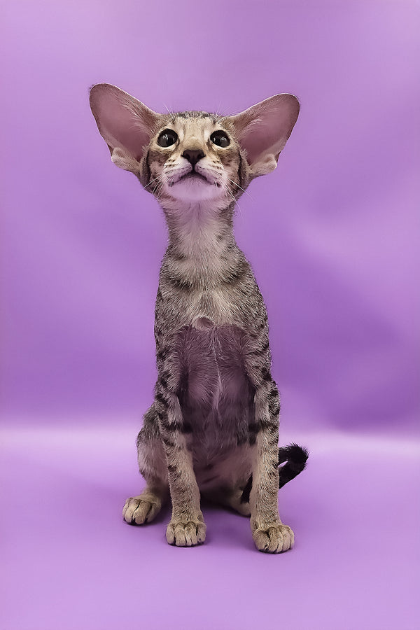 Violet | Oriental Shorthair Kitten