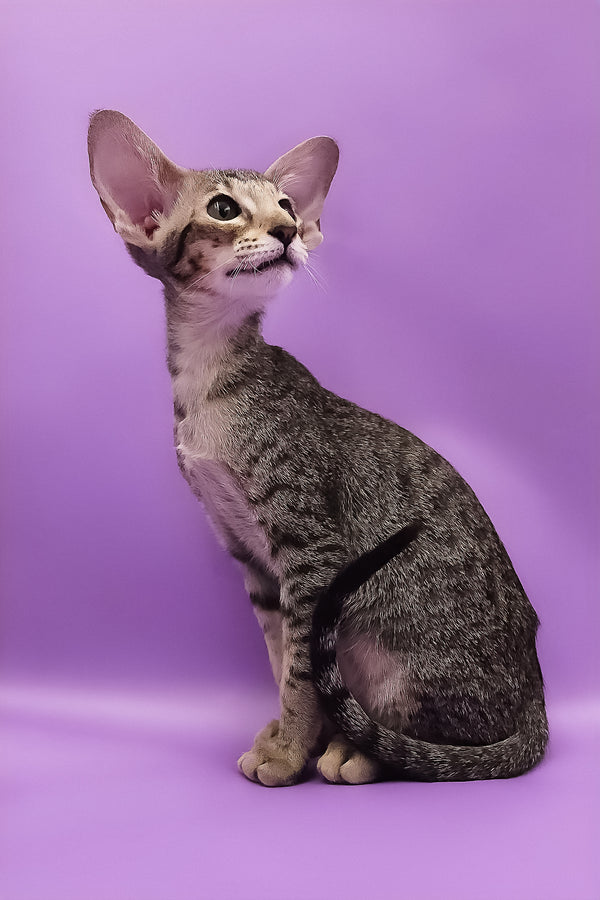 Violet | Oriental Shorthair Kitten