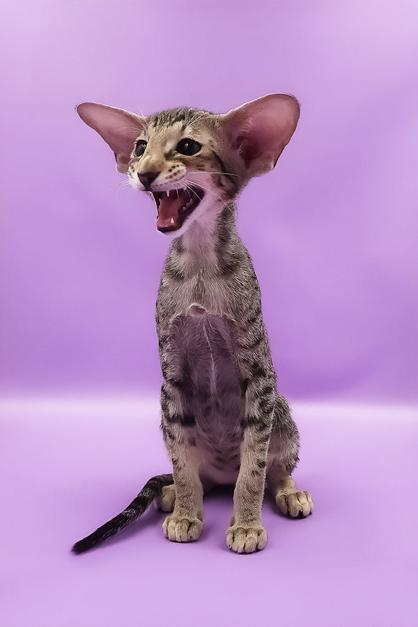 Violet | Oriental Shorthair Kitten