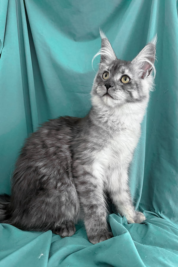 Virginia | Maine Coon Kitten