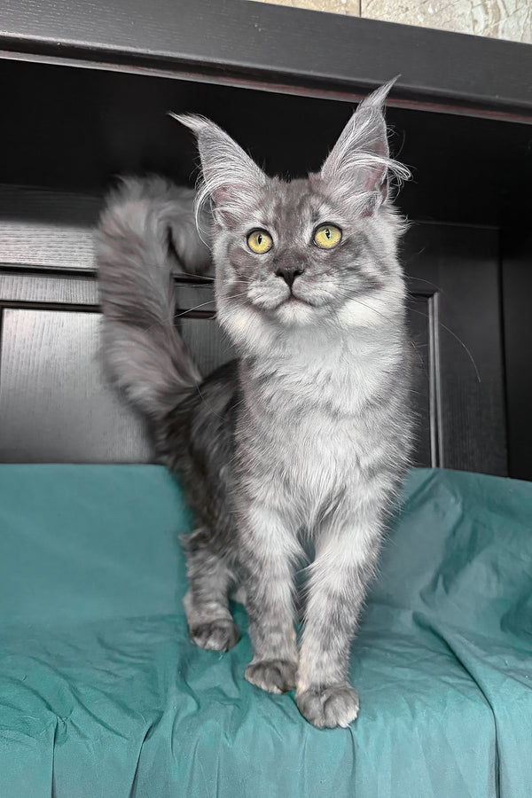 Virginia | Maine Coon Kitten