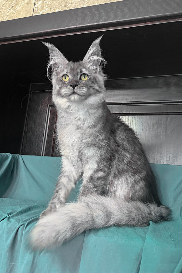 Virginia | Maine Coon Kitten