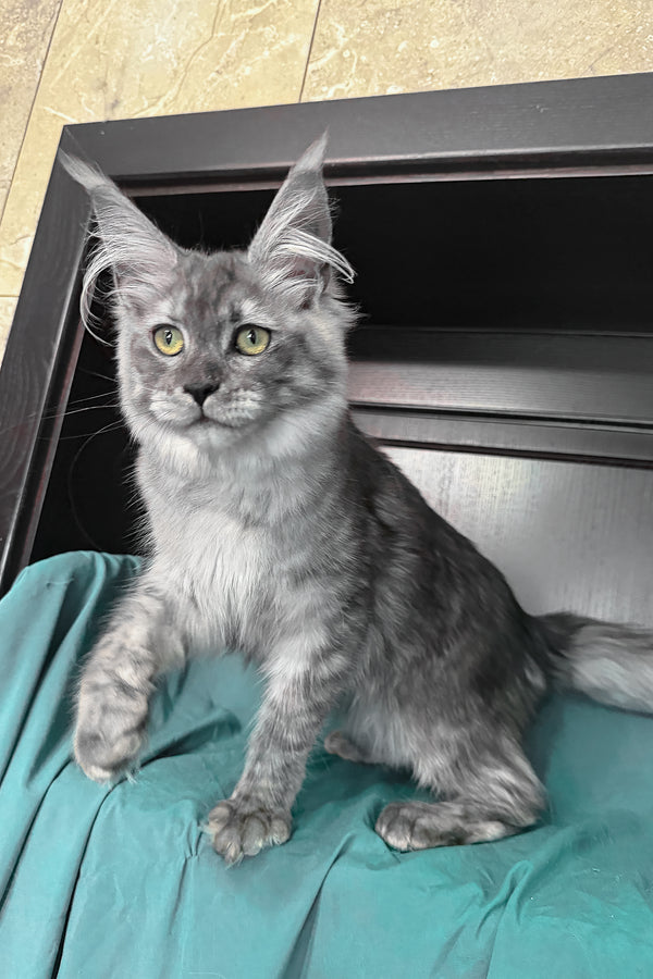 Virginia | Maine Coon Kitten
