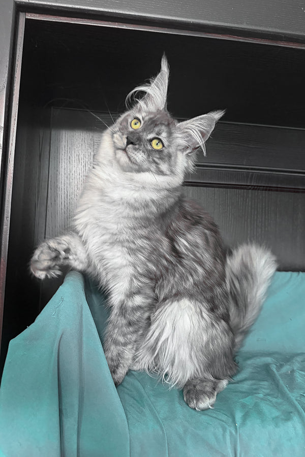 Virginia | Maine Coon Kitten