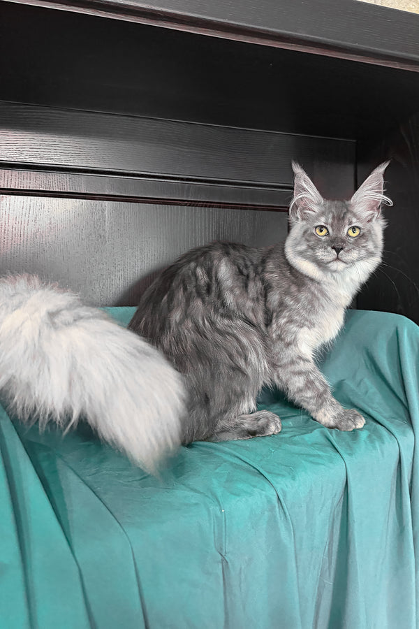 Virginia | Maine Coon Kitten